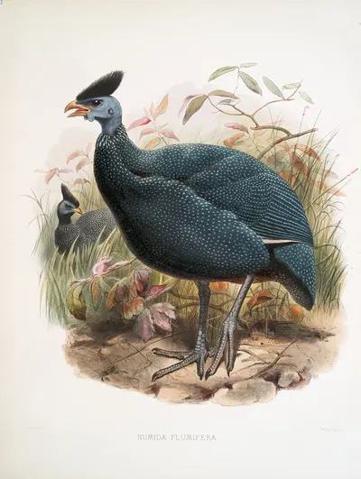 Numida plumifera. by Joseph Smit, 1872 — digital art print download