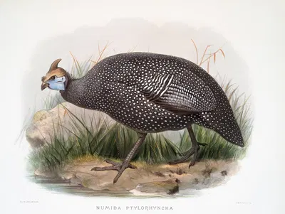 Numida ptilorhyncha. by Joseph Smit, 1872 — digital art print download