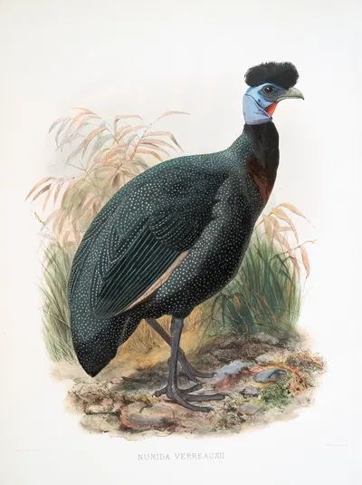 Numida Verreauxii. by Joseph Smit, 1872 — digital art print download