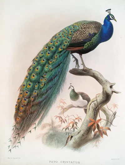 Pavo cristatus. by Joseph Smit, 1872 — digital art print download