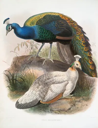 Pavo nigripennis. by Joseph Smit, 1872 — digital art print download