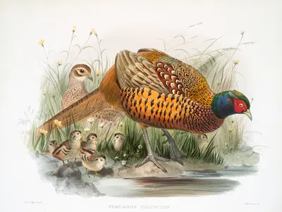 Phasianus colchicus. by Joseph Smit, 1872 — digital art print download