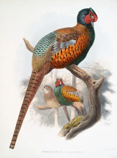 Phasianus elegans. by Joseph Smit, 1872 — digital art print download