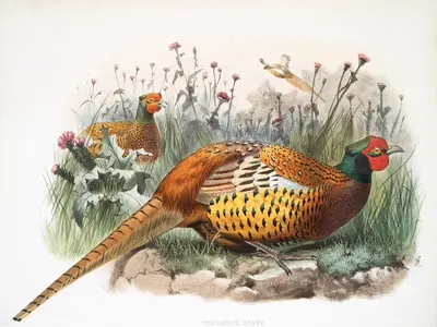 Phasianus Shawii. by Joseph Smit, 1872 — digital art print download