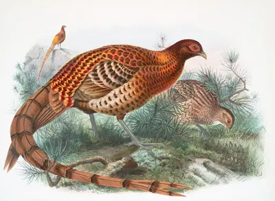 Phasianus Soemmerringii. by Joseph Smit, 1872 — digital art print download