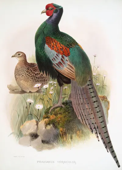 Phasianus versicolor. by Joseph Smit, 1872 — digital art print download