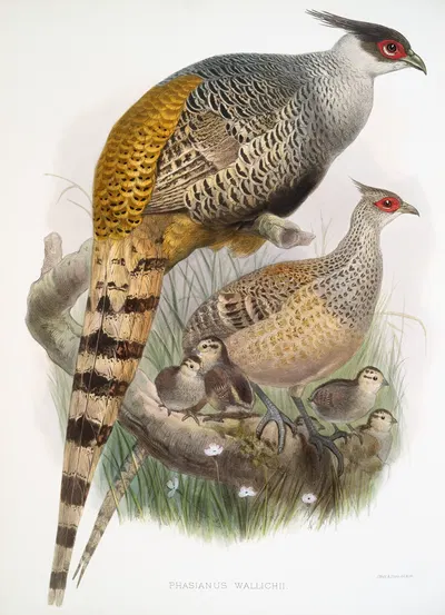 Phasianus Wallichii. by Joseph Smit, 1872 — digital art print download