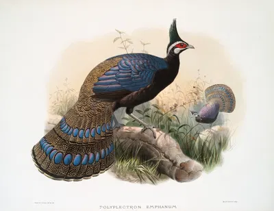 Polyplectron emphanum. by Joseph Smit, 1872 — digital art print download