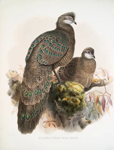 Polyplectron thibetanum. by Joseph Smit, 1872 — digital art print download
