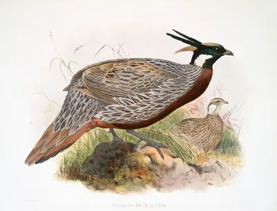 Purcasia macrolopha. by Joseph Smit, 1872 — digital art print download