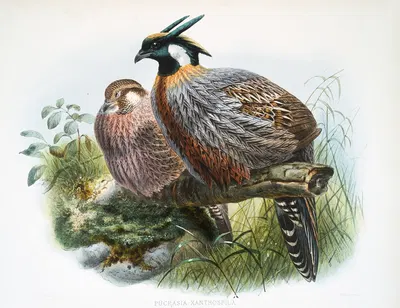 Purcasia xanthospila. by Joseph Smit, 1872 — digital art print download