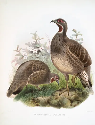 Tetraophasis obscurus. by Joseph Smit, 1872 — digital art print download