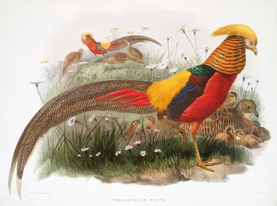 Thaumalea picta. by Joseph Smit, 1872 — digital art print download