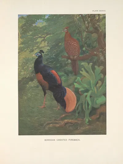 Bornean Crested Fireback (Lophura ignita). by Charles Robert Knight, 1918-1922 — digital art print download