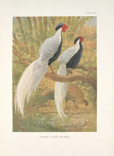 Chinese Silver Kaleege (Gennaeus nycthemerus). by Charles Robert Knight, 1918-1922 — digital art print download