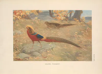 Golden Pheasant (Chrysolophus pictus). by Charles Robert Knight, 1918-1922 — digital art print download