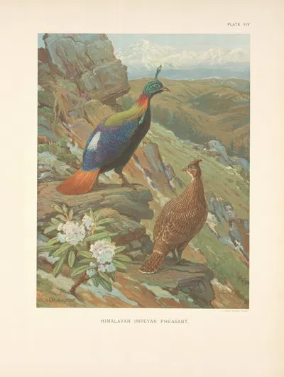 Himalayan Impeyan Pheasant (Lophophorus impeyanus). by Charles Robert Knight, 1918-1922 — digital art print download