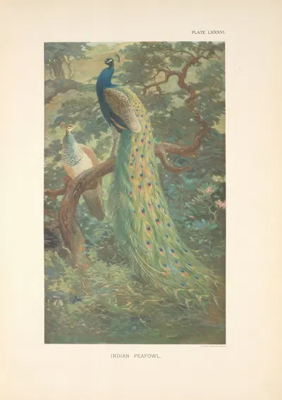 Indian Peafowl (Pavo cristatus). by Charles Robert Knight, 1918-1922 — digital art print download