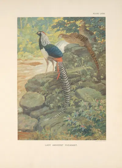 Lady Amherst Pheasant (Chrysophus amherstiae). by Charles Robert Knight, 1918-1922 — digital art print download