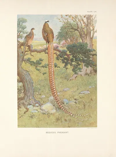 Reeves's Pheasant (Syrmaticus reevesi). by Charles Robert Knight, 1918-1922 — digital art print download