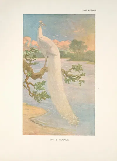 White Peacock by Charles Robert Knight, 1918-1922 — digital art print download