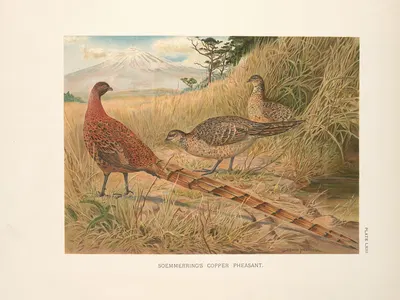 Soemmering's Copper Pheasant (Syrmaticus soemmerringi soemmerringi). by Edwin Megargee, 1918-1922 — digital art print…