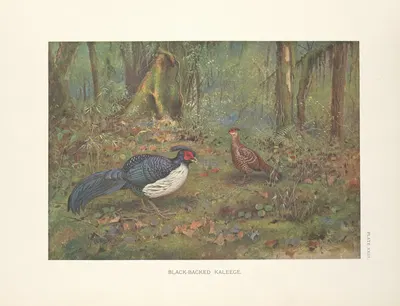 Black-Backed Kaleege by George Edward Lodge, 1918-1922 — digital art print download