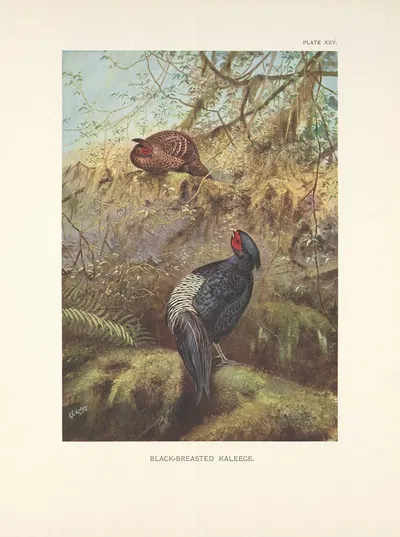 Black-breasted Kaleege (Gennaeus horsfieldi). by George Edward Lodge, 1918-1922 — digital art print download