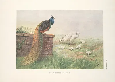 Black-Winged Peafowl by George Edward Lodge, 1918-1922 — digital art print download