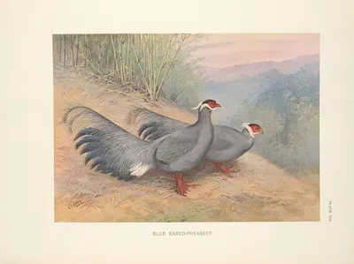 Blue Eared-Pheasant (Crossoptilon auritum). by George Edward Lodge, 1918-1922 — digital art print download