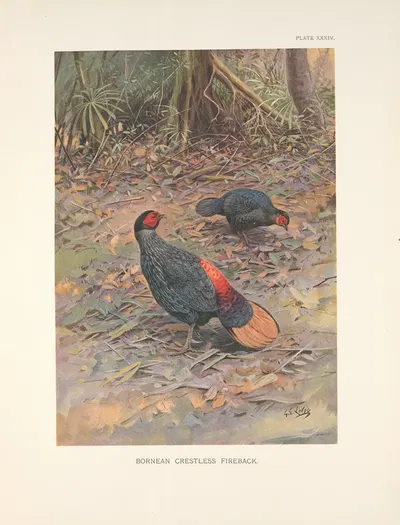 Bornean Crestless Fireback (Acomus pyronotus) by George Edward Lodge, 1918-1922 — digital art print download