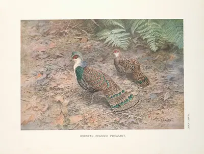 Bornean Peacock Pheasant (Polyplectron schleiermacheri). by George Edward Lodge, 1918-1922 — digital art print download