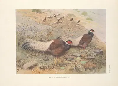 Brown Eared-Pheasant (Crossoptilon mantchuricum). by George Edward Lodge, 1918-1922 — digital art print download
