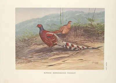 Burmese Barred-backed Pheasant (Syrmaticus humiae burmanicus). by George Edward Lodge, 1918-1922 — digital art print download