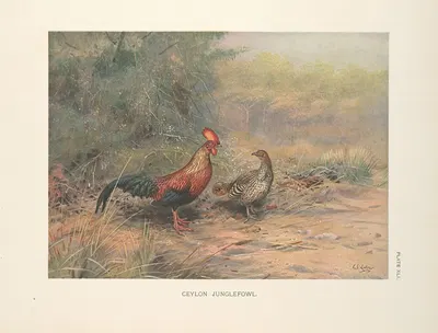 Ceylon Junglefowl (Gallus lafayetti). by George Edward Lodge, 1918-1922 — digital art print download