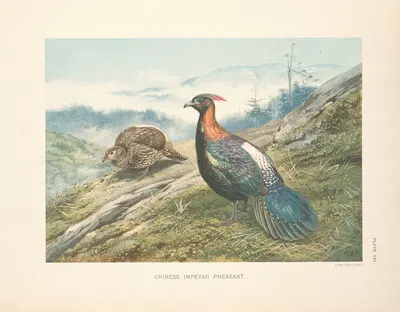 Chinese Impeyan Pheasant (Lophophorus lhuysii). by George Edward Lodge, 1918-1922 — digital art print download