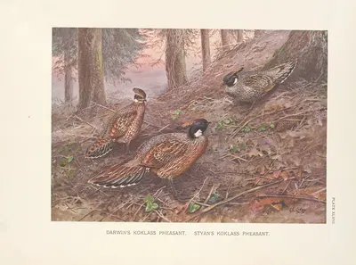 Darwin's Koklass Pheasants; Styan's Koklass Pheasants. by George Edward Lodge, 1918-1922 — digital art print download