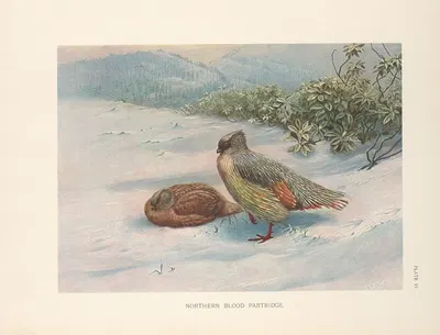 Geoffroy's Blood Partridge (Ithagenes geoffroyi). by George Edward Lodge, 1918-1922 — digital art print download