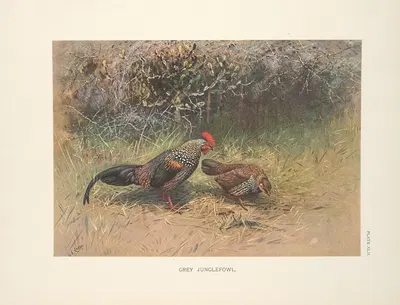 Grey Junglefowl (Gallus sonnerati). by George Edward Lodge, 1918-1922 — digital art print download