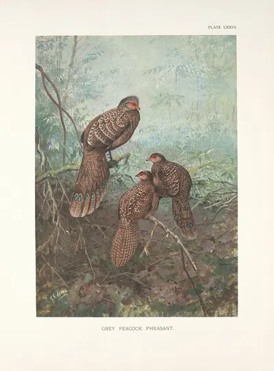 Grey Peacock Pheasants (Polyplectron bicalcaratum bicalcaratum). by George Edward Lodge, 1918-1922 — digital art print…