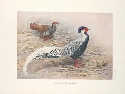Hainan Silver Kaleege (Gennaeus whiteheadi). by George Edward Lodge, 1918-1922 — digital art print download