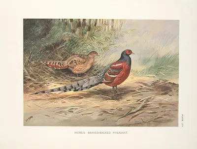 Hume's Barred-necked Pheasant (Syrmaticus humiae humiae). by George Edward Lodge, 1918-1922 — digital art print download