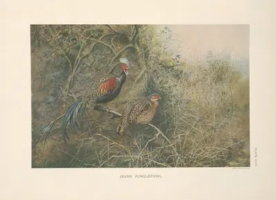 Javan Junglefowl (Gallus varius). by George Edward Lodge, 1918-1922 — digital art print download