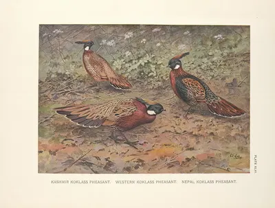 Kashmir Koklass Pheasant, Western Koklass Pheasant, Nepal Koklass Pheasants by George Edward Lodge, 1918-1922 — digital art…