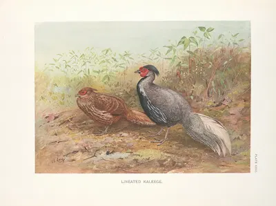 Lineated Lakeege (Gennaeus lineatus). by George Edward Lodge, 1918-1922 — digital art print download