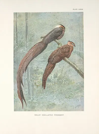 Malay Ocellated Pheasant (Rheinardius nigrescens). by George Edward Lodge, 1918-1922 — digital art print download