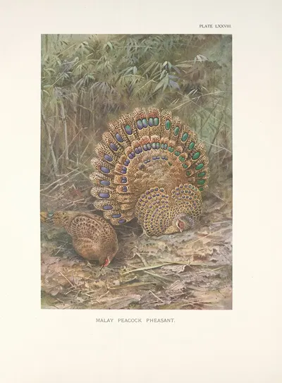 Malay Peacock Pheasant (Polyplectron malaccensis). by George Edward Lodge, 1918-1922 — digital art print download