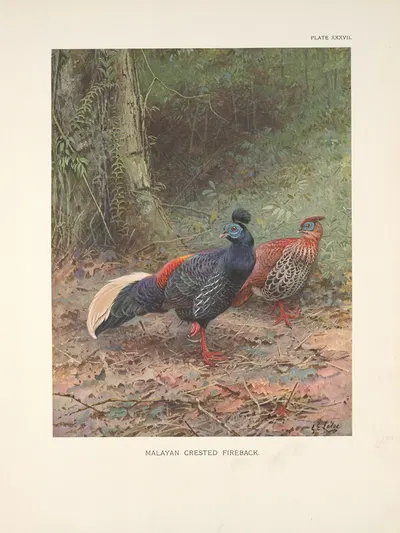 Malayan Crested Fireback (Lophura rufa). by George Edward Lodge, 1918-1922 — digital art print download