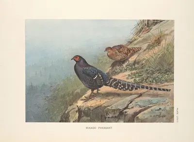 Mikado Pheasant (Syrmaticus mikado). by George Edward Lodge, 1918-1922 — digital art print download