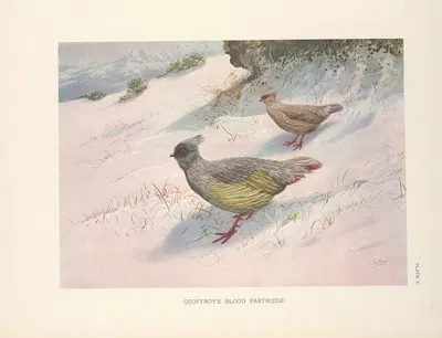 Northern Blood Partridge (Ithagenes sinensis). by George Edward Lodge, 1918-1922 — digital art print download